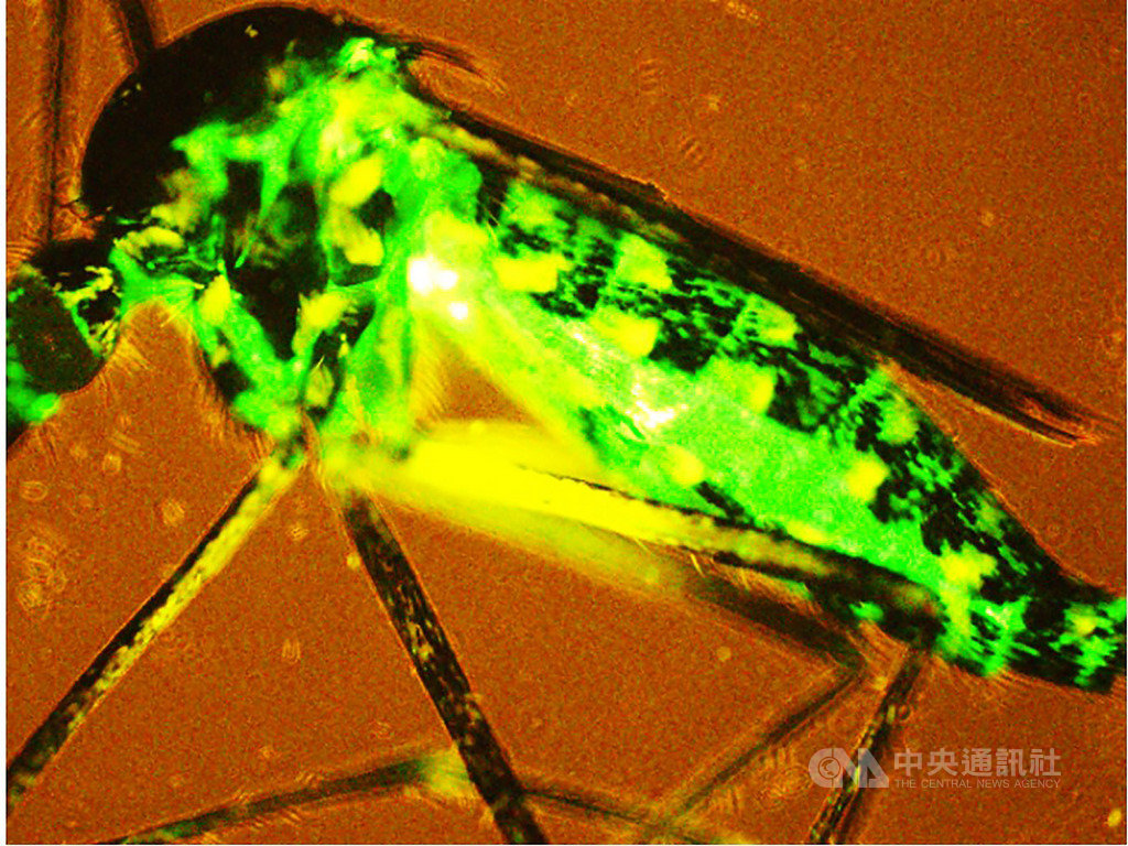 中研院分子生物研究所研究員趙裕展與國防醫學院、中原大學等專家運用秋行軍蟲細胞生產桿狀病毒為載體,此載體能將基因送進蚊子裡做基因表現,有利於研究蚊子與登革熱間的相互關聯。(趙裕展提供)中央社記者吳欣紜傳真 108年6月27日