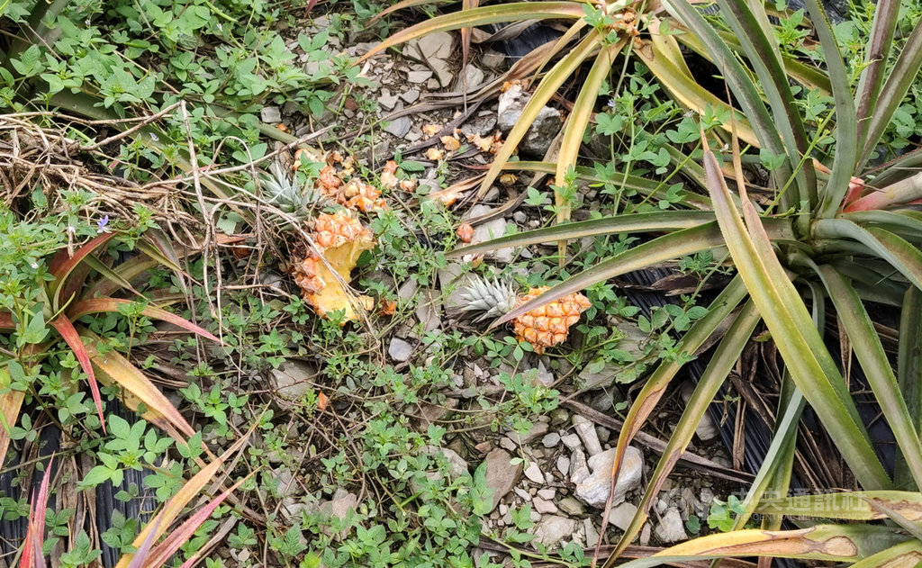 鳳梨進入採收期,山上的猴子搶先採收,台東縣延平鄉農民到鳳梨園,四處都是猴子啃過的鳳梨,農民幾乎束手無策,苦不堪言。中央社記者盧太城台東攝 108年7月3日