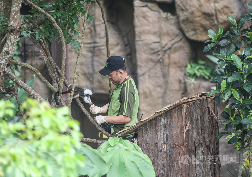 台北市立動物園熱帶雨林室內館(穿山甲館)8日舉行開幕記者會,民眾可近距離觀賞所有動物。中央社記者謝佳璋攝 108年7月8日