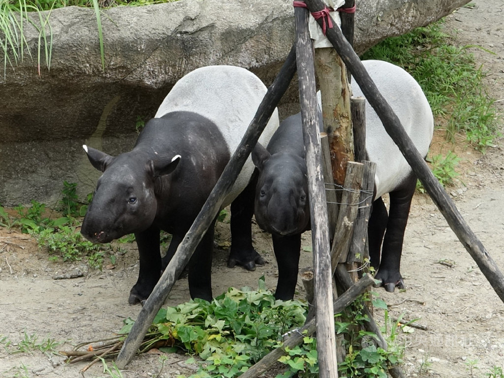 北市動物園馬來貘看對眼期待有好消息 生活 中央社cna