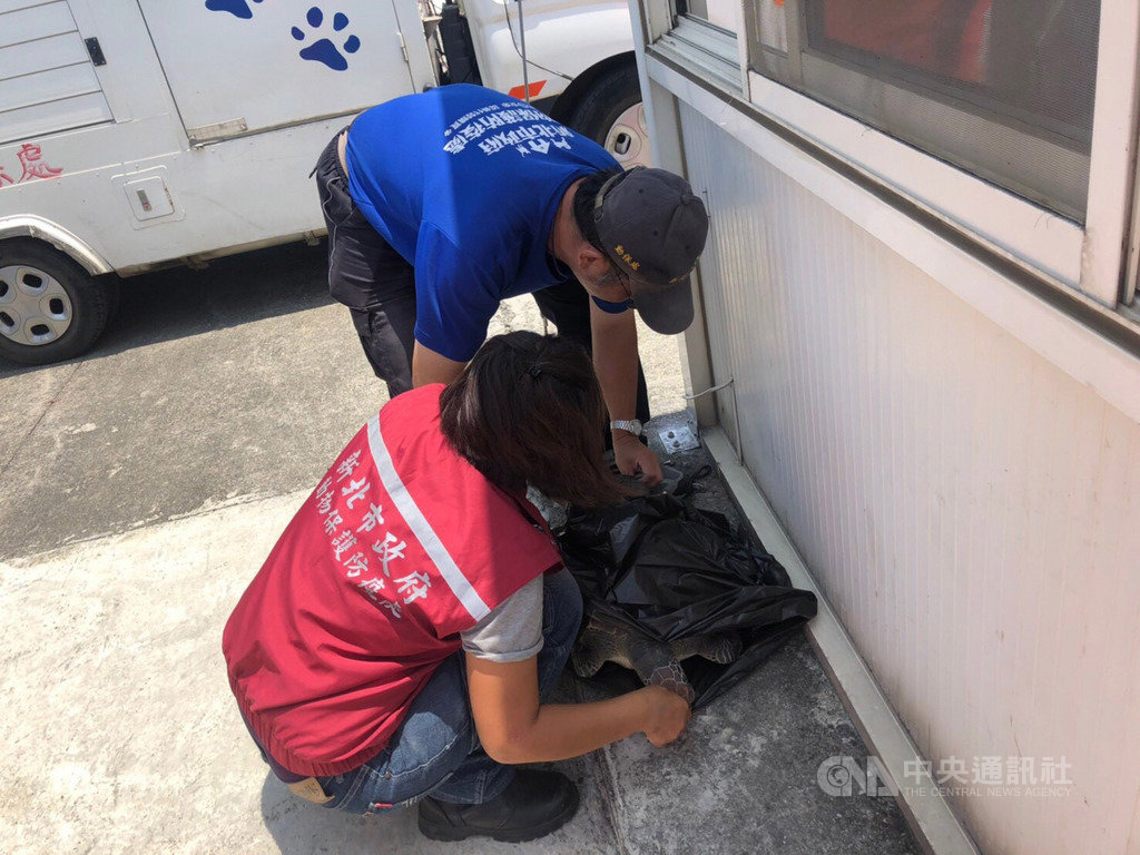海巡署北部分署第八岸巡隊15日接獲船隻通報,在淡水河打撈到死亡綠蠵龜,經初步勘驗,綠蠵龜身上無明顯外傷,後續將由新北市政府動物保護防疫處載往台大動物醫院實施病理解剖,確認綠蠵龜死因。(第八岸巡隊提供)中央社記者葉臻傳真 108年7月15日