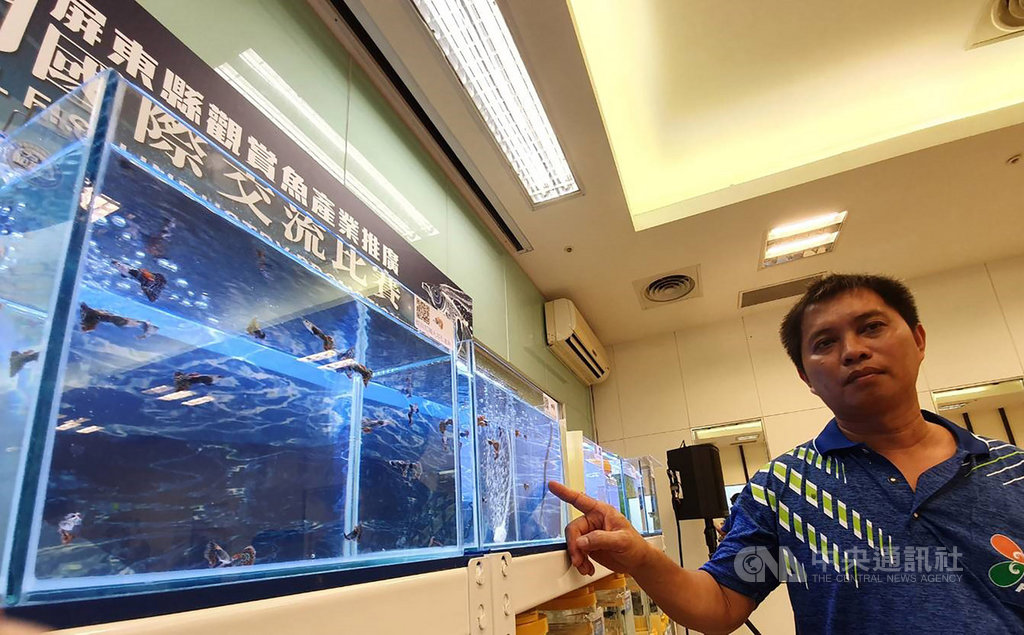屏東是台灣觀賞魚養殖及種魚研發培育重鎮,2019屏東縣觀賞魚推廣國際交流賽8月底也將登場,今年項目為孔雀魚、鬥魚、羅漢魚、金魚、米蝦5大魚種,都是台灣觀賞魚育種繁殖改良主力。中央社記者郭芷瑄攝 108年7月16日