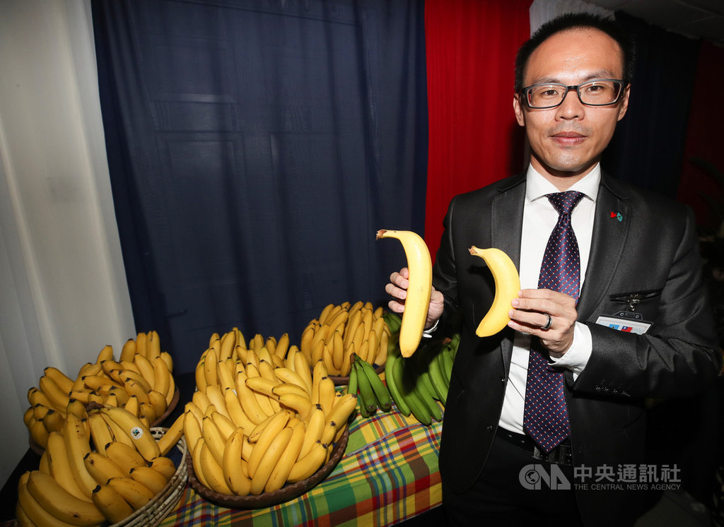 駐聖露西亞技術團團長鄭仕隆說,從台灣引進「台蕉二號」屬於比較矮的香蕉品種到露國種植,一旦發生颶風倒幅的比例不會那麼高,也逐步改善香蕉面對氣候變遷的彈性。中央社記者張新偉聖露西亞攝 108年7月18日