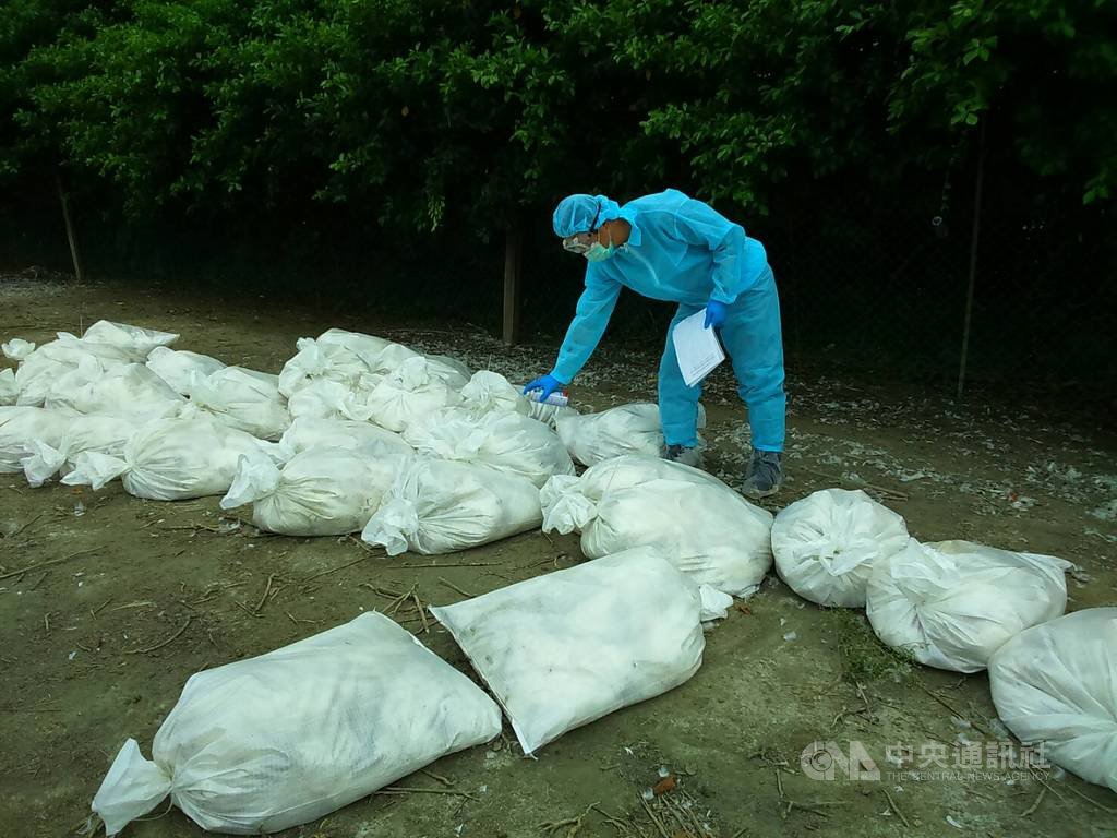 彰化縣芳苑鄉一處肉鴨場確診感染H5N2亞型高病原性禽流感病毒,彰化縣動物防疫所21日派員進行全面撲殺清場及消毒工作,共撲殺1531隻肉鴨。(動防所提供)中央社記者蕭博陽彰化縣傳真 108年7月21日