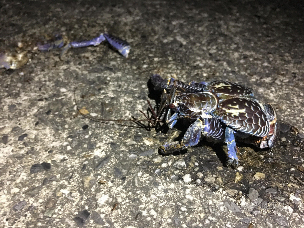 綠島又發生椰子蟹遭路殺事件,日前下海產完卵的椰子蟹媽媽準備回陸地,遭車輾斃。6月18日至今,綠島已有3隻椰子蟹被路殺,保育工作者和當地民眾呼籲遊客,「減速慢行,蟹蟹路過」。(王文均提供)中央社記者盧太城台東傳真 108年7月25日