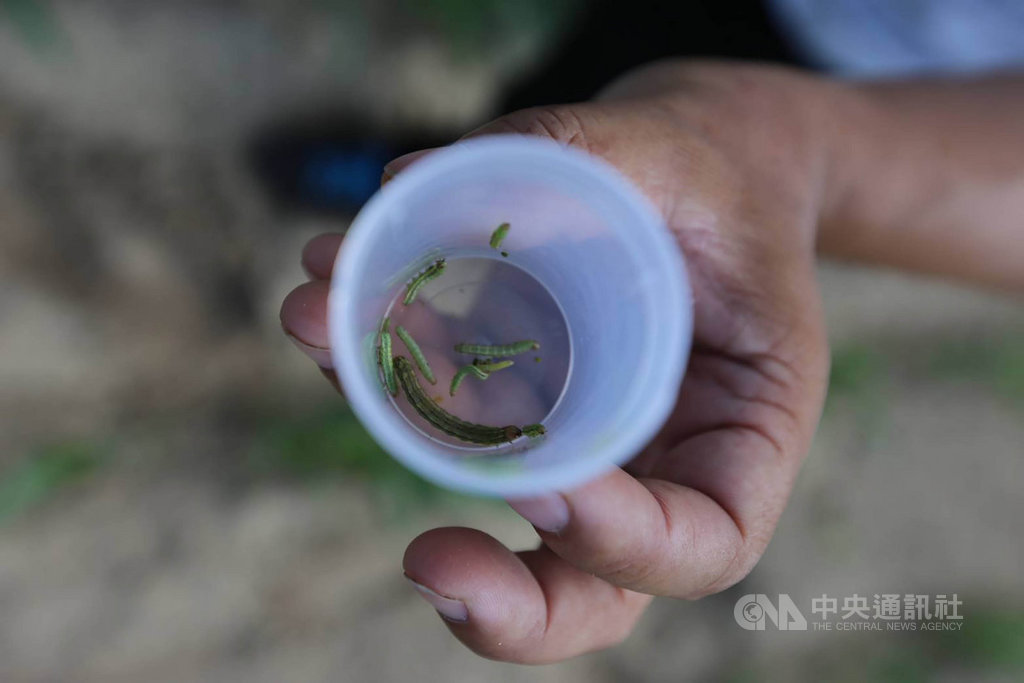 秋行軍蟲災害緊急應變小組30日公布,金門縣金沙鎮高粱田發現秋行軍蟲,這是全台在玉米田區及百慕達草皮的確診案例外,新發生秋行軍蟲為害新寄主作物確診的案例。(應變小組提供)中央社記者楊淑閔傳真 108年7月30日
