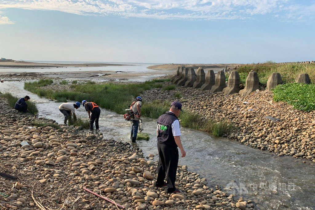 桃園南崁溪出海口13日被發現遭油污污染,經查為台電工程不慎挖破台塑地下油管所致。桃園市環保局表示,已依違反水污染防治法告發,同時限期在20日前將受污染區域清理乾淨。(桃園市政府環保局提供)中央社記者吳睿騏桃園傳真 108年8月13日