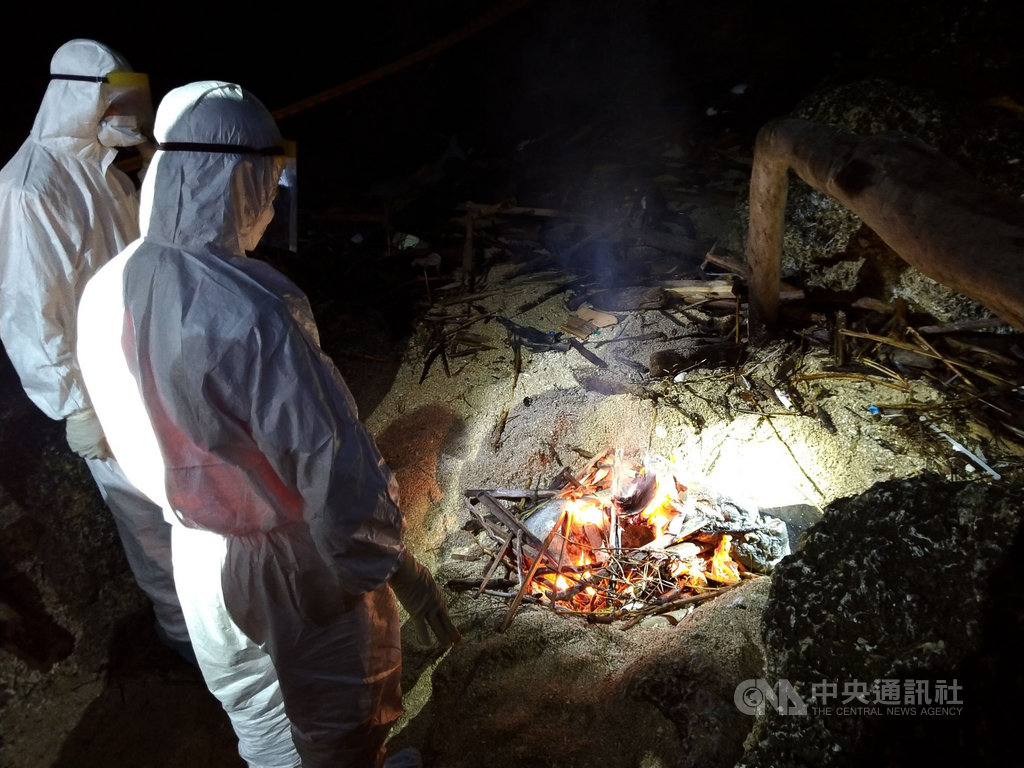 屏東縣動物防疫所13日晚上接獲海巡人員通報,在小琉球龍蝦洞發現一隻豬屍,防疫人員已採集檢體後送家畜衛生試驗所檢驗,並將豬屍立即就地焚化掩埋。(屏東縣政府提供)中央社記者郭芷瑄傳真 108年8月14日
