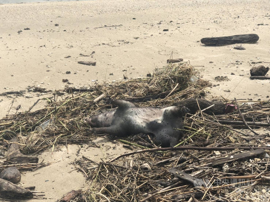 屏東縣動物防疫所13日中午接獲海巡署南部分署第6岸巡隊通報,在墾丁萬里桐潮間帶露營區附近沙灘發現一隻豬屍,已採檢送驗。(屏東縣政府提供)中央社記者郭芷瑄傳真 108年8月14日