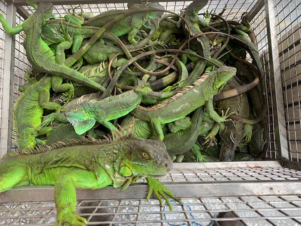 美洲綠鬣蜥是原產於中南美洲的陸域爬蟲類動物,屬於大型蜥蜴,台灣部分地區因民眾棄養美洲綠鬣蜥而造成生態環境危害,林務局16日表示,將預告納管美洲綠鬣蜥,飼主若要飼養必須向當地主管機關登記備查,且不得任意繁殖。(林務局提供)中央社記者吳欣紜傳真 108年8月16日