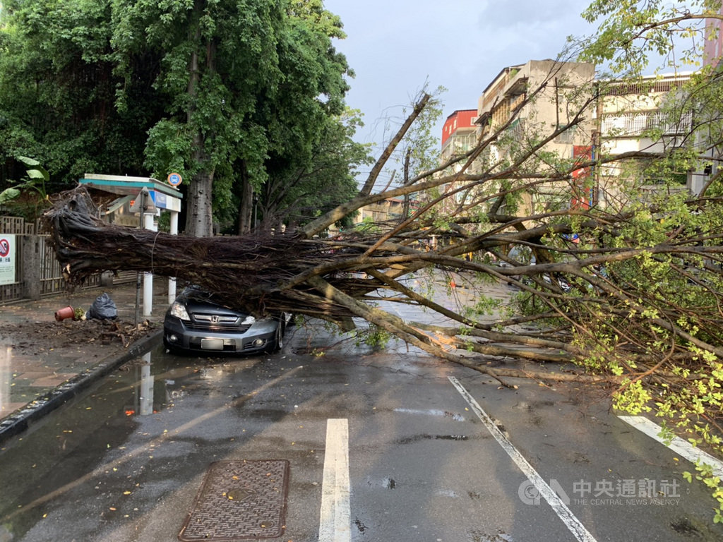 台北市大安區辛亥路3段18日下午發生路樹倒塌意外,波及一輛臨停路邊的汽車,造成車頭毀損,警方獲報到場進行交通管制,並通報台北市公園處前往處理,晚間已恢復通行。(民眾提供)中央社記者黃麗芸傳真 108年8月18日