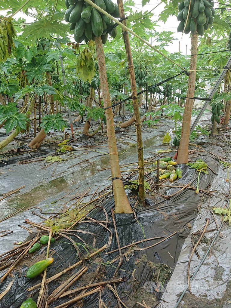 高雄市農業局表示,近期連續降雨造成木瓜水傷災情嚴重,市府農業局及當地區公所正加緊確認災損。圖為木瓜農損一景。(高雄市農業局提供)中央社記者程啟峰高雄傳真 108年8月18日