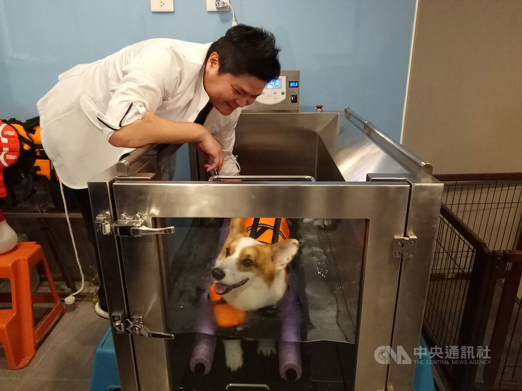 新北市動保處推動動物醫院及特定寵物業者設置特定寵物長照機構,目前全市已逾百家取得合格牌證,19日舉辦「新北市特定寵物長照機構啟動儀式」。圖為動物醫院業者示範替後肢癱瘓犬隻進行水療。(新北市動保處提供) 中央社記者葉臻傳真 108年8月19日