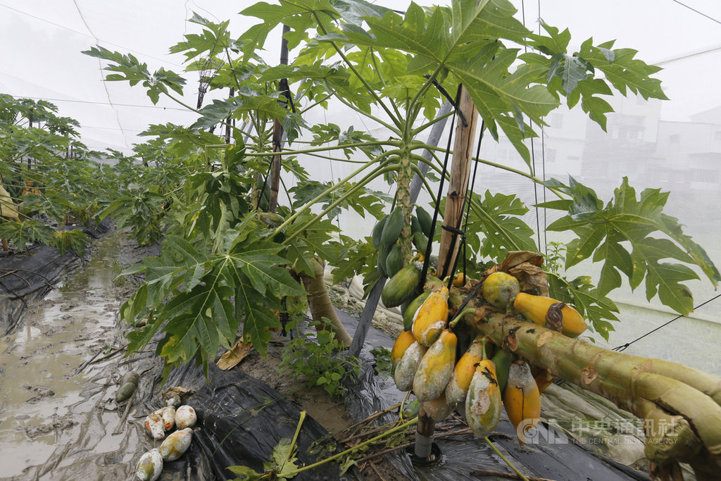 農委會19日表示,統計各縣市連日來豪雨造成損失,高雄市最嚴重。圖為高雄市一處木瓜園浸水、木瓜受到水傷,農民損失慘重。中央社記者董俊志攝 108年8月19日
