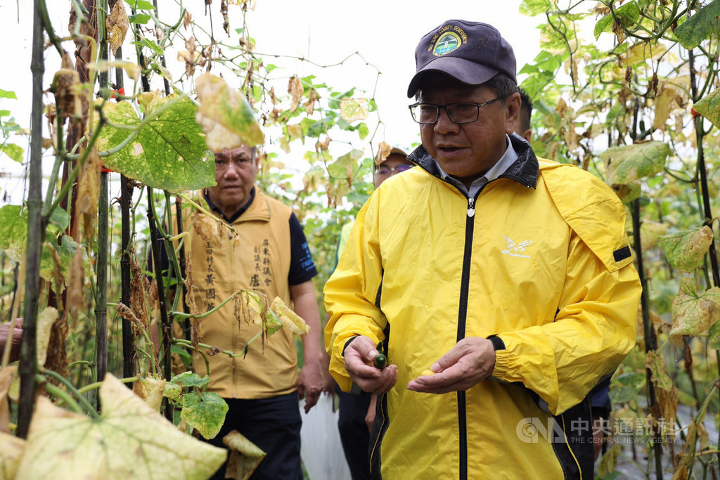 屏東縣大雨持續不斷,瓜果類受損嚴重,屏東縣長潘孟安(前)19日前往屏北鄉鎮勘查農損,看到滿園小黃瓜枯黃無法採收,當場要求農業處相關人員盡速勘災,為農民爭取現金救助。(屏東縣政府提供)中央社 108年8月19日