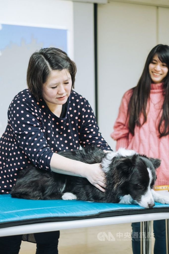 新北市政府積極輔導動物醫院及寵物業店家設置特定寵物長照機構,並開課培訓專業照護人員,將可協助飼主減輕年老寵物照護壓力。圖為培訓人員經過指導,為犬隻進行按摩。(新北市動保處提供) 中央社記者葉臻傳真 108年8月19日