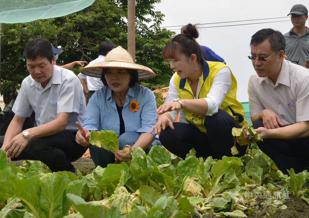 雲林縣長張麗善(左2)20日勘查二崙產地蔬菜受損情形,初步統計葉菜類歉收達50%,她呼籲中央啟動農業天然災害救助辦法。中央社記者葉子綱攝 108年8月20日