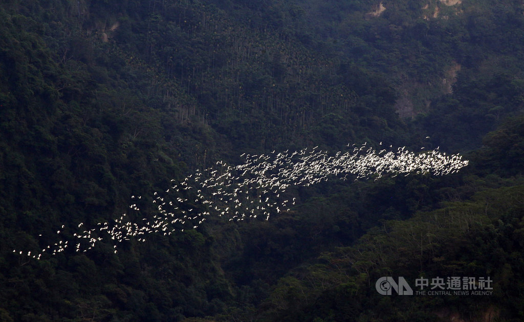 嘉義縣梅山鄉太興村特有的「萬鷺朝鳳」奇景,每年8月底至10月初,每日下午4時到6時鳥況最佳,一群又一群的黃頭鷺沿著生毛樹溪谷飛翔,並順著氣流向上盤旋飛奔鳳凰山頭,壯觀景象。(嘉義縣政府提供)中央社記者黃國芳傳真 108年8月20日