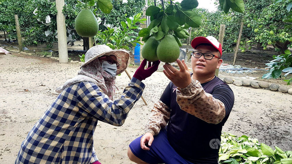 台南麻豆的文旦8月下旬進入採收期,果農表示,文旦一定要經過「辭水」的過程,也就是將文旦堆放在陰涼、通風好的地方,讓果實水分逐漸流失,文旦外皮就會從淺綠色轉為淡黃色;水份逐漸流失的文旦,果肉將開始變軟,不只多汁,還更香甜。(果農提供)中央社記者張榮祥台南傳真 108年8月20日