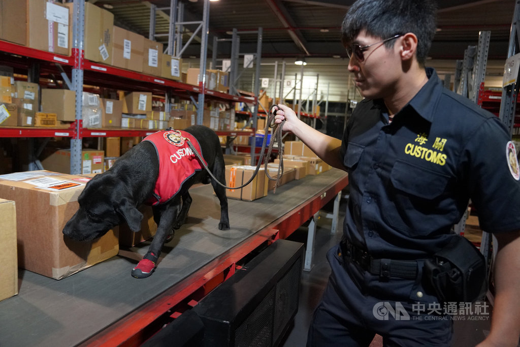 緝毒犬不僅外表超萌,執勤起來也可靠萬分,統計目前邊境有38隻緝毒犬在協助查緝毒品,今年前8月協助查緝走私毒品量高達1267.4公斤。(財政部關務署提供)中央社記者吳佳蓉傳真 108年8月21日
