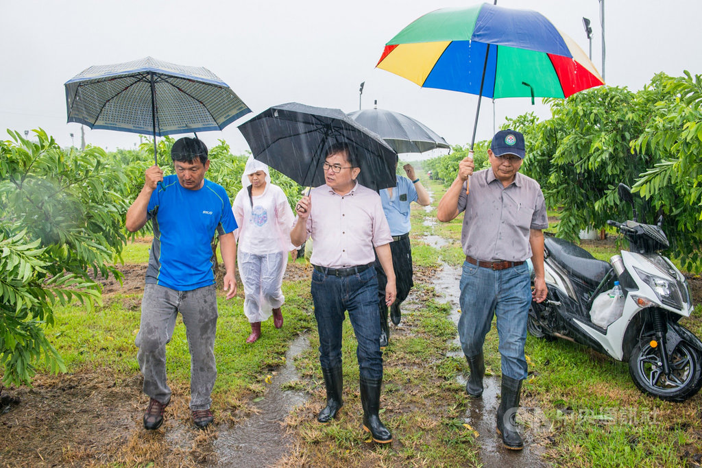 颱風白鹿從台灣南部掃過,台東為迎風面受創最重,狂風大雨炸台東,農民損失慘重,立委劉櫂豪(中)25日邀集台東區農業改良場長陳信言(右)等前往多處果園勘災。(立委劉櫂豪辦公室提供)中央社記者李先鳳傳真 108年8月25日