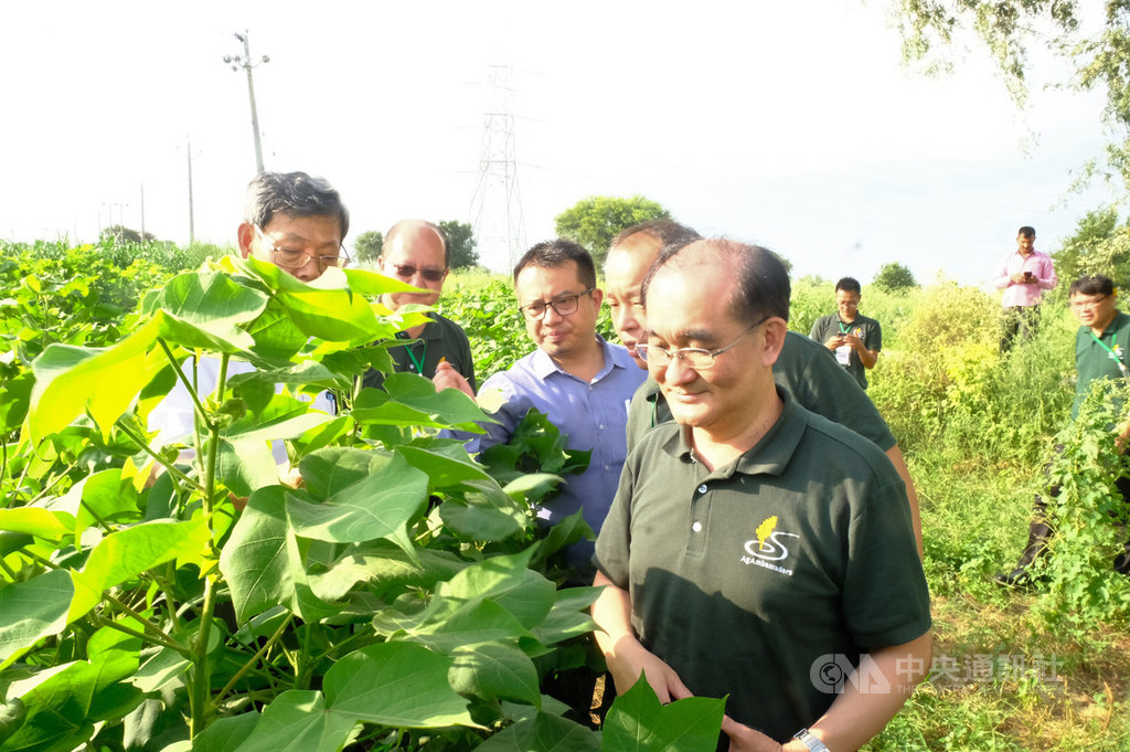 在印度國立合作社研究暨發展學院副院長道譚格(右3)帶領下,由農委會國際處副處長林志鴻(右1)率領的台灣農業青年大使訪團到拉吉斯坦考察棉花田。中央社記者康世人烏喬麗攝 108年8月25日