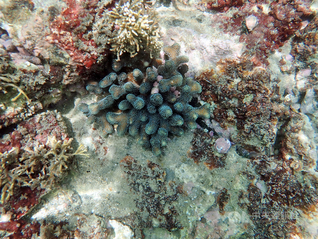 新北市漁業處31日表示,東北角海域有豐富的珊瑚生態,也稱作海洋生態的肺。市府與台灣海洋大學合作復育與研究東北角海域的珊瑚。(識名信也研究室提供)中央社記者黃旭昇新北傳真 108年8月31日