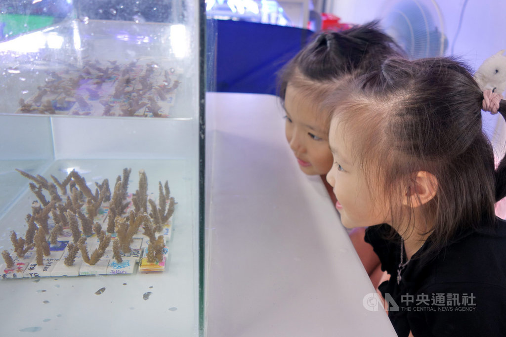 海洋委員會今年補助新北市執行海域珊瑚海洋教育推廣計畫,新北市漁業及漁港事業管理處31日表示,珊瑚礁是海洋中生物種類歧異度最高的生態系,盼透過「珊瑚小學堂」海洋教育課程,讓市民體會海洋保育的重要性。(漁業處提供)中央社記者黃旭昇新北傳真 108年8月31日