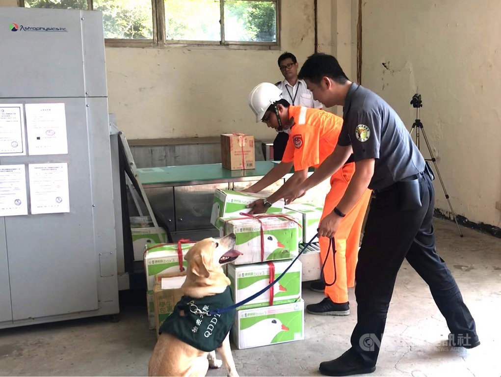 中秋節將屆,防檢局為防堵非洲豬瘟,8日至10日增派檢疫犬中的主動犬Boris配合海巡署執行專案安檢。(防檢局提供)中央社記者楊淑閔傳真 108年9月11日