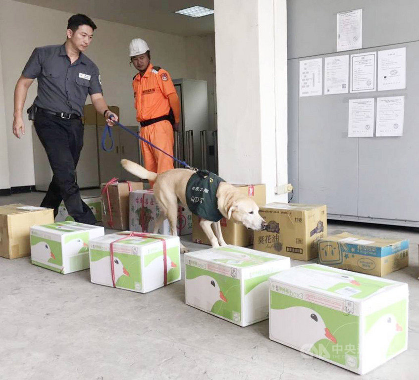 中秋節將屆,防檢局為防堵非洲豬瘟,8日至10日增派檢疫犬中的主動犬Boris配合海巡署執行專案安檢。像Boris這樣的檢疫犬執行入境的國際快遞郵包檢疫時,若發現有問題的郵包,不會馬上開啟郵包確認,而是記錄後集中開驗。(防檢局提供)中央社記者楊淑閔傳真 108年9月11日