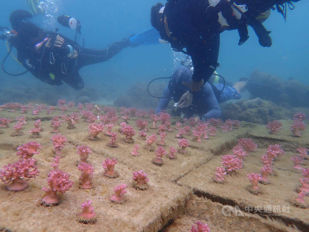澎湖縣政府營造海洋花園,12日澎湖縣水產種苗繁殖場人員在馬公鎖港杭灣植栽300株珊瑚礁,活化海洋資源。(澎湖縣水產種苗繁殖場提供)中央社 108年9月12日