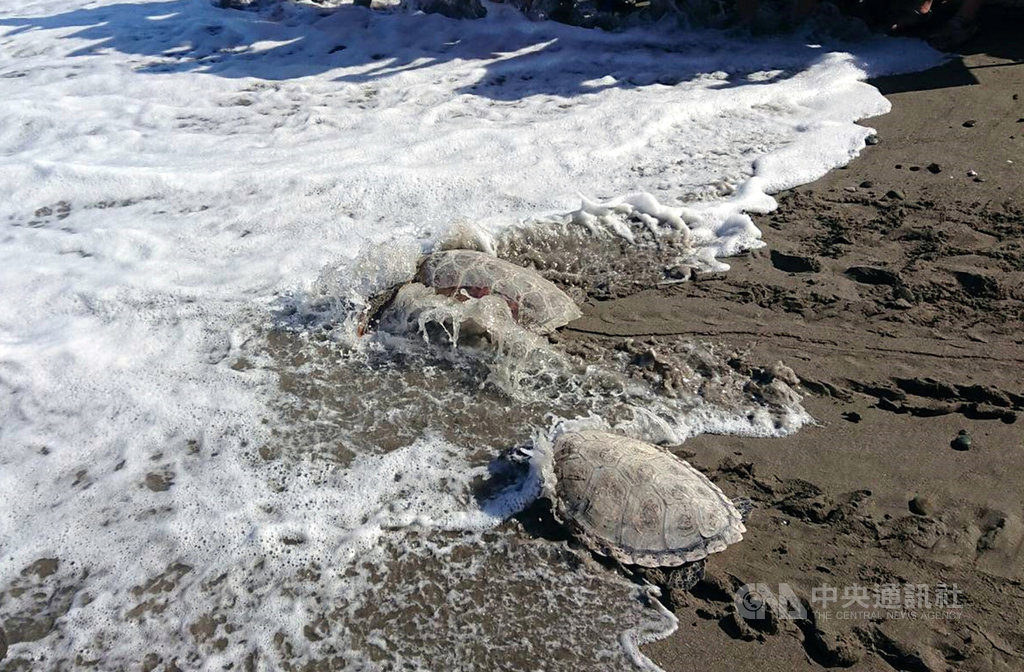 中秋月圓人團圓,台東杉原海邊12日有一場稀有海龜野放回大海活動,5隻海龜奮力奔向大海,似乎趕在中秋節和家人團圓。(照片民眾提供)中央社記者盧太城台東傳真 108年9月12日