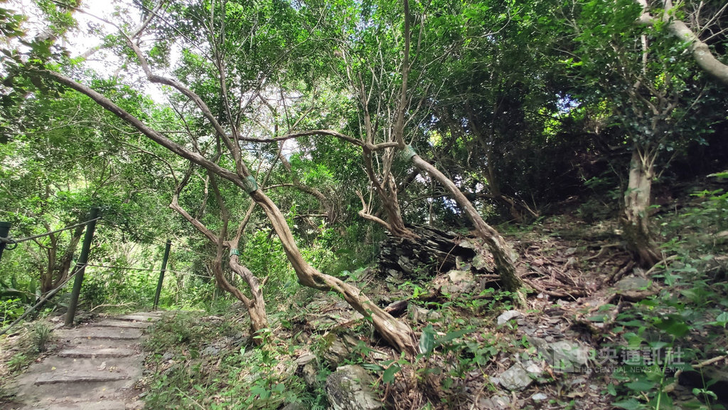 台東縣延平鄉布農族傳說秘境–七里香原始林曝光,希望能帶動地方,發展觀光產業。中央社記者盧太城台東攝 108年9月12日