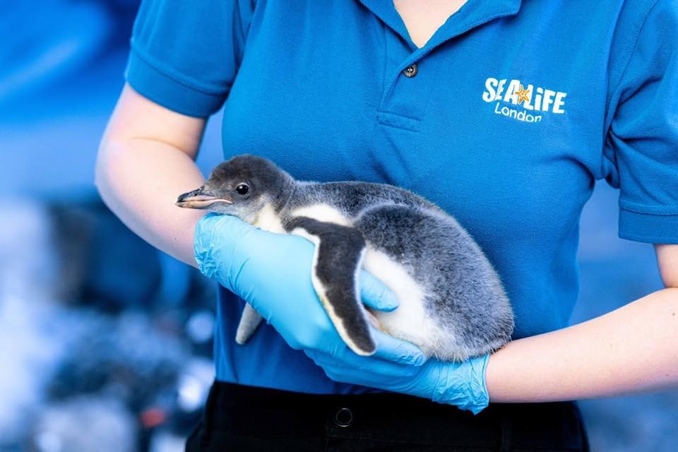 倫敦海洋生物水族館11日表示,館內兩隻雌企鵝開始扶養第一隻「性別中性」企鵝寶寶(圖)。(圖取自facebook.com/SEALIFELondonAquarium)
