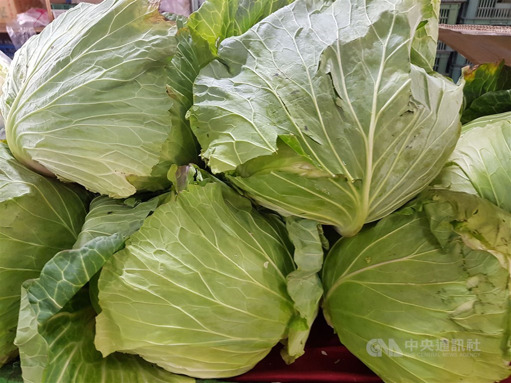812豪雨後高麗菜價上漲,搶種再起,農糧署公布9月上旬栽種653.7萬株,略較上一旬減少但仍超種。(中央社檔案照片)