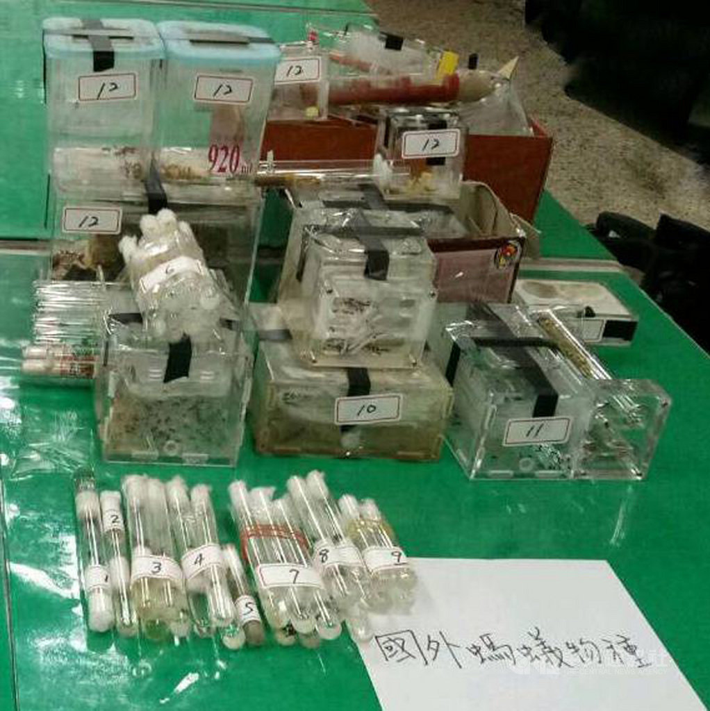 農委會防檢局16日公布,日前偕同警方查獲高雄有賣家經由網路販售26種螞蟻,其中23種是台灣沒有的,違反植物防疫檢疫法,已移送法辦。(防檢局提供)中央社記者楊淑閔傳真 108年9月16日