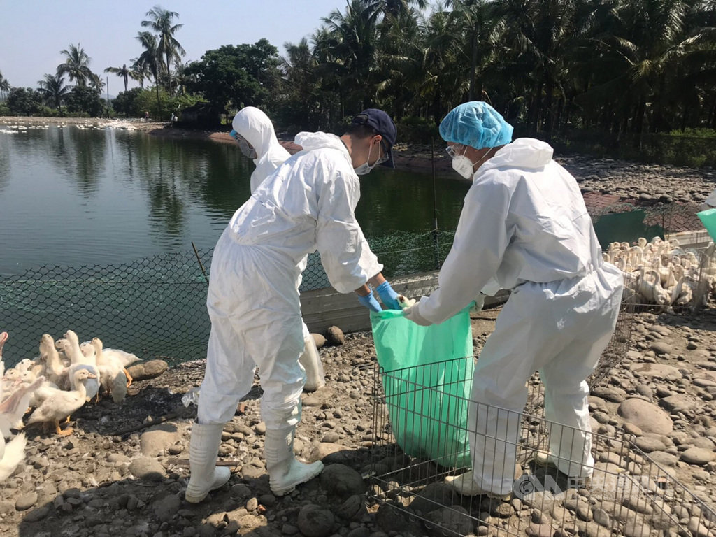 高雄市旗山區一處鴨場確診感染H5N5高病原性禽流感,高雄市農業局16日指出,日前確診後已全數撲殺完畢,也對周邊進行消毒。(高市府提供)中央社記者王淑芬傳真 108年9月16日