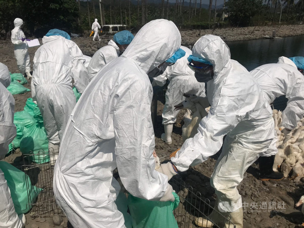 高雄市旗山區一處鴨場確診感染H5N5高病原性禽流感,高雄市農業局16日指出,日前確診後已將3583隻鴨全面撲殺及消毒,並將持續追蹤3個月,以防堵疫情發生的風險。(高市府提供)中央社記者王淑芬傳真 108年9月16日