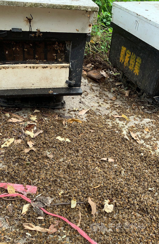嘉義縣梅山鄉15日發生蜜蜂死亡事件,蜂農懷疑是遭人毒殺並指出,一個蜂箱約有1萬多隻蜜蜂,估計有500多萬隻蜜蜂遭毒害,幾乎蜜蜂都被滅掉,損失慘重。(警方提供)中央社記者黃國芳傳真 108年9月16日