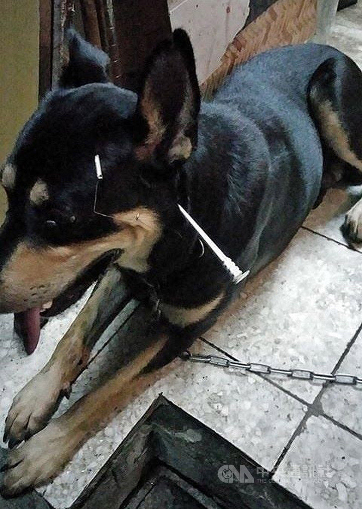 台灣動物緊急救援小組接獲通報,在屏東市區光復路,有家犬遭魚槍倒鉤射穿頭頸部重傷;16日上午將倒鉤仍卡在頭頸部的家犬接送到高雄的動物醫院,準備接受手術及清創治療。(台灣動物緊急救援小組提供)中央社記者陳朝福傳真 108年9月16日