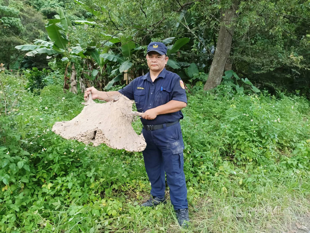 花蓮富里鄉一名婦人日前上山採竹筍,不慎驚動蜂巢遭虎頭蜂攻擊,路人發現報警,婦人遭螫了兩針皮膚紅腫過敏無大礙;警方事後前往現場查看,發現虎頭蜂巢有一個大人的半身高,形狀宛如飛碟。(玉里分局提供)中央社記者李先鳳傳真 108年9月17日