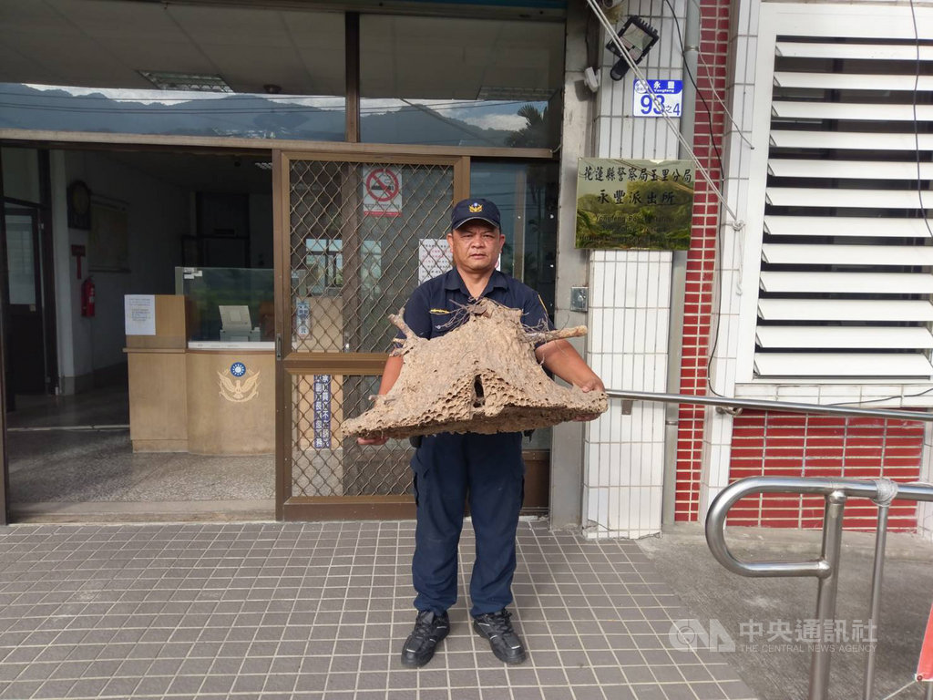 花蓮富里鄉一名婦人日前上山採竹筍,不慎驚動蜂巢遭虎頭蜂攻擊,路人發現報警,婦人遭螫了兩針皮膚紅腫過敏無大礙;警方事後摘除形狀如飛碟的大蜂窩。(玉里分局提供)中央社記者李先鳳傳真 108年9月17日