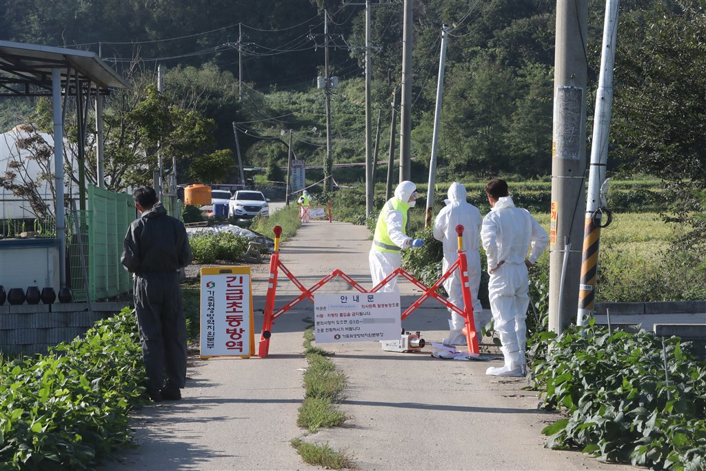 南韓政府17日宣布京畿道坡州市的一處養豬場發生非洲豬瘟疫情,這是南韓首例非洲豬瘟病例。(韓聯社提供)