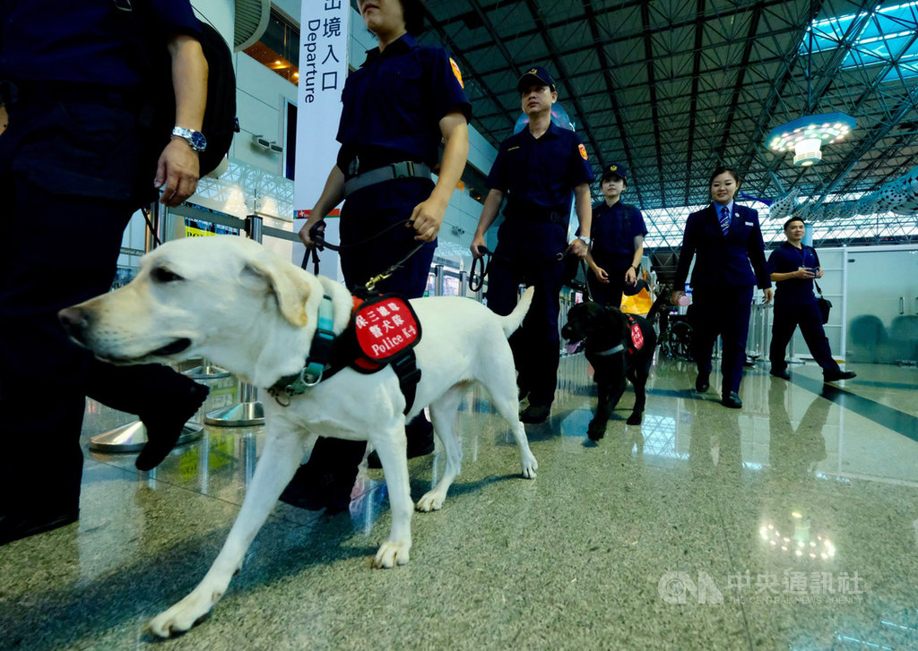 為強化國境緝毒,攔阻毒品於關口,航空警察局9月起加強桃園機場出境大廳緝毒犬查緝勤務;數隻緝毒犬18日起穿梭在旅客行李行列中,盼遏止國境販毒走私。中央社記者邱俊欽桃園機場攝 108年9月18日