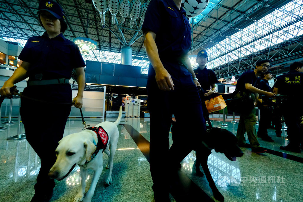 航空警察局9月起加強桃園機場出境大廳緝毒犬查緝勤務,防制旅客毒品夾帶闖關,提升緝毒能量。中央社記者邱俊欽桃園機場攝 108年9月18日