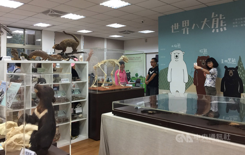 位於花蓮玉里的台灣黑熊教育館日前遭非參觀民眾闖入,玉里鎮公所18日與台灣黑熊保育協會人員研商後,將提升館內安全設備,未來民眾參觀改採預約制。圖為先前民眾自由參觀館內情形。(資料照片)中央社記者李先鳳攝 108年9月18日