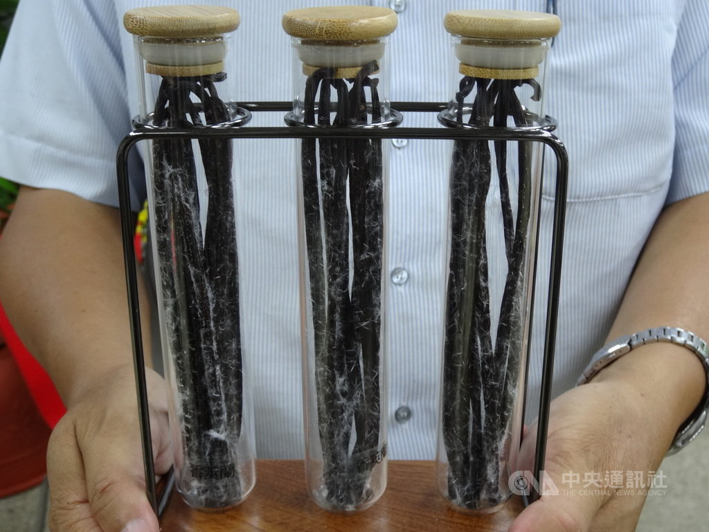 桃園區農改場19日發表國產香草莢加工技術突破成果,作物改良課副研究員葉志新表示,國產香草莢上可見細緻透明的白色結晶,這些都是香草醛含量夠高的證明,有這些結晶,就是優質品。中央社記者楊淑閔攝 108年9月19日