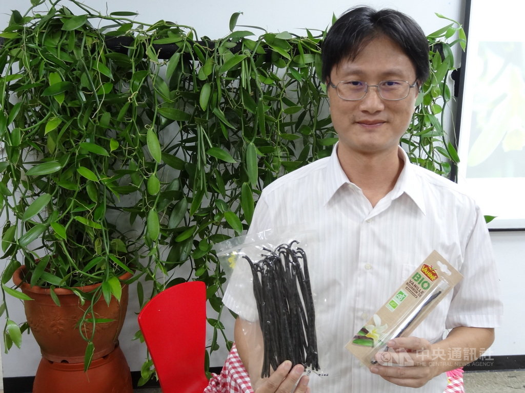 桃園區農改場19日發表國產香草莢加工技術突破成果,作物改良課副研究員葉志新花5年時間研究突破加工技術,能讓香草醛取得夠多,他表示,運用自行設計的發酵機發酵,控制溫度與濕度,改良發酵及乾燥製程,所以提升香草醛含量。中央社記者楊淑閔攝 108年9月19日