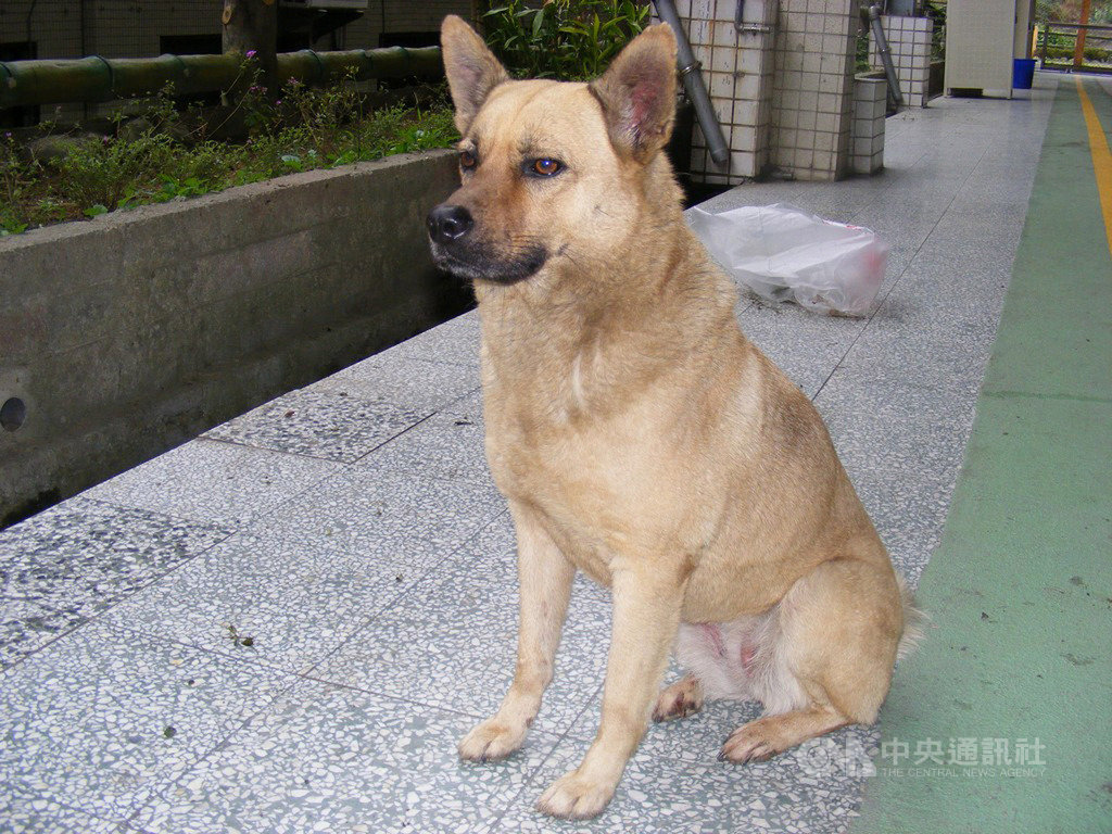 新北市三峽區大成國小校犬「阿醜」,17年來陪伴學生讀書、長大,日前因年邁離世。校方起初認養牠時,因為常看見牠眉頭深鎖、像做鬼臉一般,才取名為「阿醜」。(新北動保處提供) 中央社記者葉臻傳真 108年9月19日