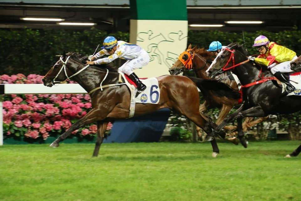 香港民眾昨晚圍堵港島跑馬地,阻止香港建制派立法會議員何君堯名下馬匹「天祿」(左)出賽,何君堯19日宣布天祿將暫停參賽。(圖取自facebook.com/JuniusHoKwanYiu)